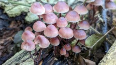 Mycena haematopus