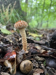 Leratiomyces squamosus