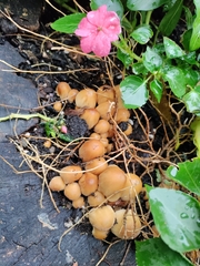 Coprinellus