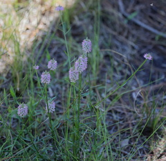 Polygala cruciata