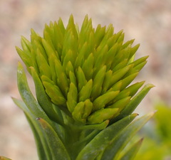 Pteronia fasciculata