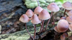 Mycena haematopus