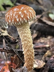 Leratiomyces squamosus