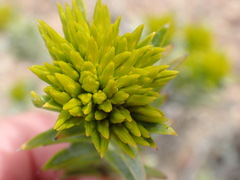 Pteronia fasciculata