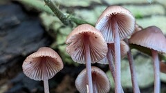 Mycena haematopus