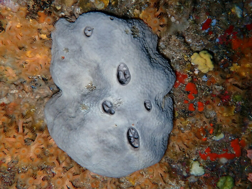grey leather sponge, photo 1 of 10