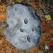 Grey Leather Sponge - Photo (c) Sylvain Le Bris, some rights reserved (CC BY-NC), uploaded by Sylvain Le Bris