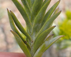 Pteronia fasciculata