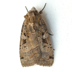 Xestia normanianus