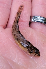 Etheostoma olmstedi