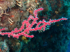 Alcyonium coralloides