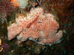 Hemimycale columella