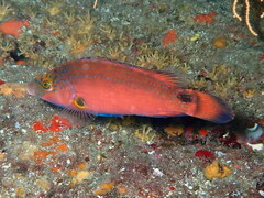 Symphodus mediterraneus