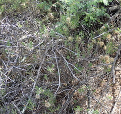 Pteronia flexicaulis