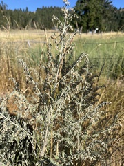 Artemisia absinthium