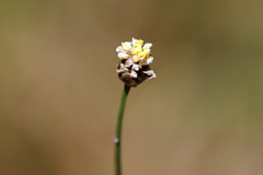 Xyris platylepis