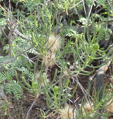 Pteronia flexicaulis