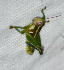 Paraidemona