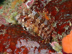 Parablennius gattorugine