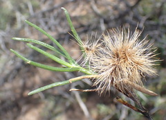 Pteronia flexicaulis