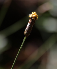 Xyris platylepis