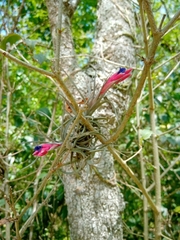 Tillandsia aeranthos