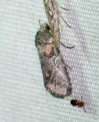 Aleptina inca