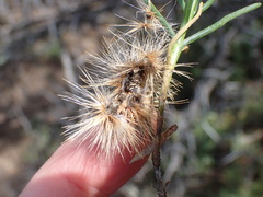 Pteronia flexicaulis