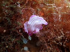 Prostheceraeus roseus