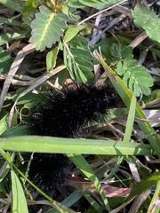 Hypercompe scribonia