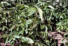 Toxicodendron rydbergii