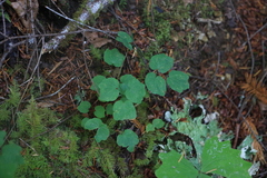 Vancouveria hexandra