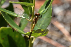 Erythrodiplax minuscula
