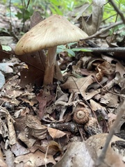 Amanita brunneolocularis