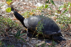 Deirochelys reticularia