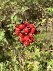 Rosa californica