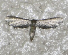 Protoproutia laredoata