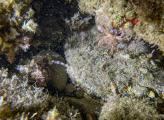 Scorpaena porcus