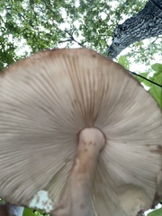 Amanita brunneolocularis