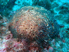 Cladocora caespitosa