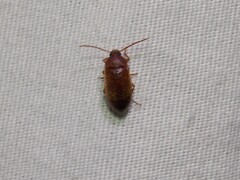 Hymenorus