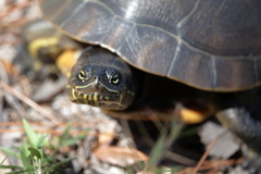 Deirochelys reticularia