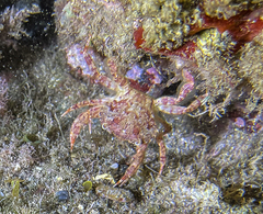 Liocarcinus corrugatus