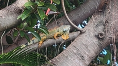Iguana iguana
