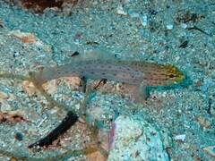 Gobius xanthocephalus