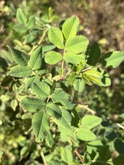 Rosa californica