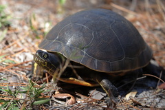 Deirochelys reticularia