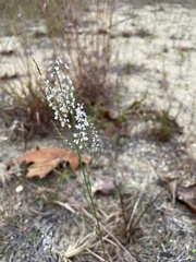 Polygonella articulata