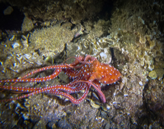 Callistoctopus macropus