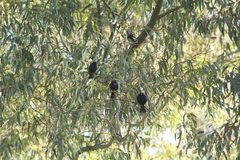 Molothrus rufoaxillaris